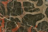 Polished Stromatolite (Acaciella) From Australia - MYA #130622-1